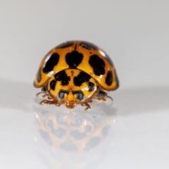 Harmonia conformis at QPRC LGA - 21 Jan 2024