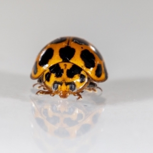 Harmonia conformis at QPRC LGA - 21 Jan 2024