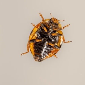 Harmonia conformis at QPRC LGA - 21 Jan 2024