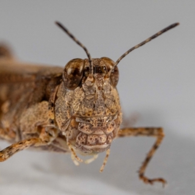 Pycnostictus sp. (genus) (A bandwing grasshopper) at Jerrabomberra, NSW - 25 Jan 2024 by MarkT