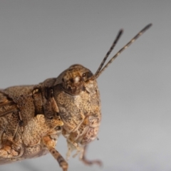 Pycnostictus sp. (genus) at QPRC LGA - suppressed