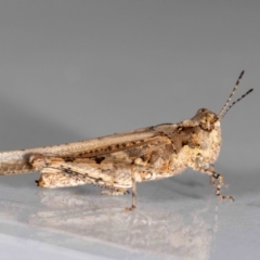 Pycnostictus sp. (genus) at QPRC LGA - suppressed