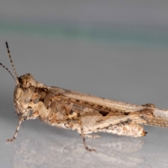 Pycnostictus sp. (genus) at QPRC LGA - suppressed