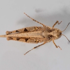 Pycnostictus sp. (genus) at QPRC LGA - suppressed