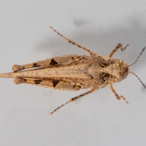 Pycnostictus sp. (genus) at QPRC LGA - suppressed