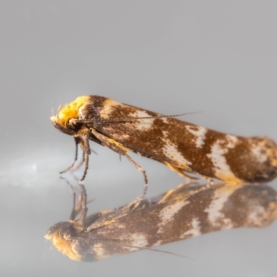 Unidentified Curved-horn moth (all Gelechioidea except Oecophoridae) at QPRC LGA - 25 Jan 2024 by MarkT