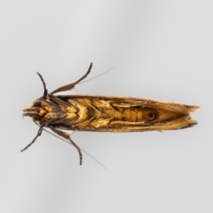 Palimmeces habrophanes at QPRC LGA - suppressed