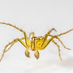 Oxyopes sp. (genus) (Lynx spider) at Jerrabomberra, NSW - 25 Jan 2024 by MarkT