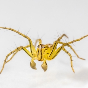 Oxyopes sp. (genus) at QPRC LGA - suppressed