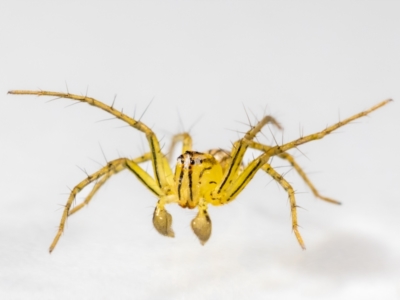 Oxyopes sp. (genus) (Lynx spider) at QPRC LGA - 25 Jan 2024 by MarkT