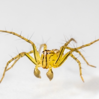 Oxyopes sp. (genus) (Lynx spider) at Jerrabomberra, NSW - 25 Jan 2024 by MarkT