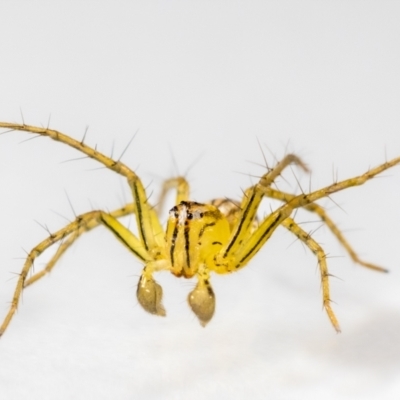 Oxyopes (genus) (Lynx spider) at QPRC LGA - 25 Jan 2024 by MarkT