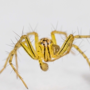 Oxyopes (genus) at QPRC LGA - suppressed