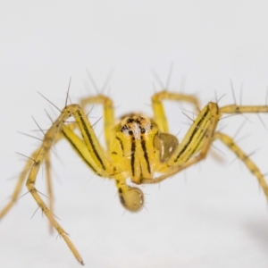 Oxyopes sp. (genus) at QPRC LGA - suppressed