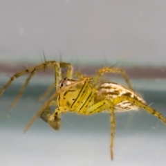 Oxyopes sp. (genus) at QPRC LGA - 25 Jan 2024