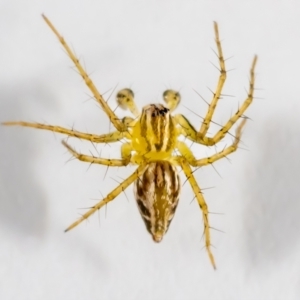Oxyopes (genus) at QPRC LGA - suppressed