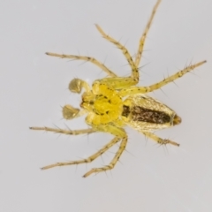 Oxyopes (genus) at QPRC LGA - suppressed