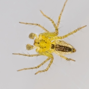 Oxyopes (genus) at QPRC LGA - suppressed