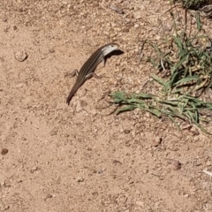 Ctenotus robustus (Robust Striped-skink) at Ginninderry Conservation Corridor - 28 Jan 2024 by pixelnips