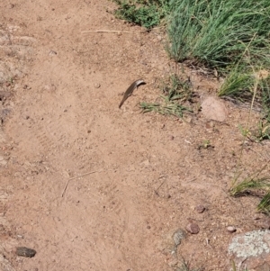 Ctenotus robustus at Ginninderry Conservation Corridor - 28 Jan 2024