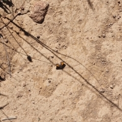 Lucia limbaria (Chequered Copper) at Ginninderry Conservation Corridor - 28 Jan 2024 by pixelnips