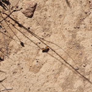 Lucia limbaria at Ginninderry Conservation Corridor - 28 Jan 2024 10:29 AM