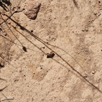 Lucia limbaria (Chequered Copper) at Ginninderry Conservation Corridor - 27 Jan 2024 by pixelnips