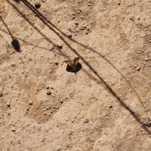 Lucia limbaria at Ginninderry Conservation Corridor - 28 Jan 2024 10:29 AM