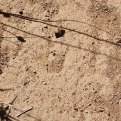 Lucia limbaria at Ginninderry Conservation Corridor - 28 Jan 2024 10:29 AM