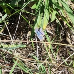 Zizina otis (Common Grass-Blue) at Strathnairn, ACT - 28 Jan 2024 by pixelnips