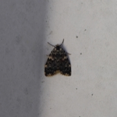 Halone (genus) (A Tiger moth) at Lyons, ACT - 27 Jan 2024 by ran452