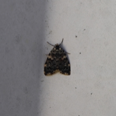 Halone (genus) (A Tiger moth) at Lyons, ACT - 27 Jan 2024 by ran452