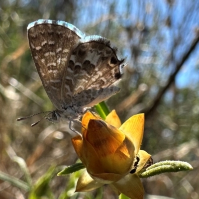 Theclinesthes serpentata (Saltbush Blue) at Ainslie, ACT - 27 Jan 2024 by Pirom