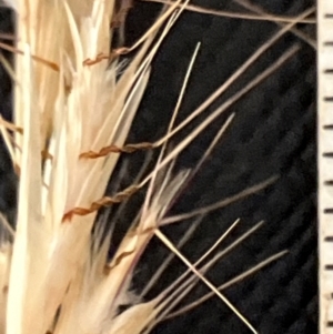 Rytidosperma racemosum var. racemosum at Hall, ACT - 28 Jan 2024