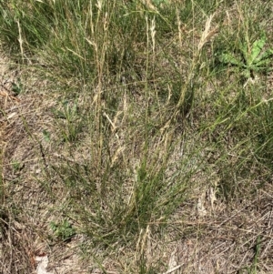 Rytidosperma racemosum var. racemosum at Hall, ACT - 28 Jan 2024