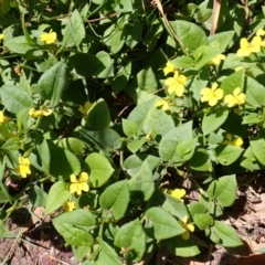 Goodenia ovata (Hop Goodenia) at Shell Cove, NSW - 28 Jan 2024 by plants