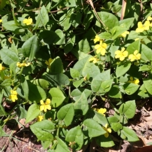 Goodenia ovata at Shell Cove, NSW - 28 Jan 2024 10:37 AM