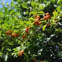 Maclura cochinchinensis (Cockspur Thorn) at Shell Cove, NSW - 28 Jan 2024 by plants