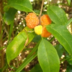 Maclura cochinchinensis at Shell Cove, NSW - 28 Jan 2024 01:34 AM