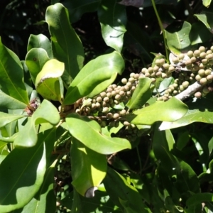 Myrsine howittiana at Shell Cove, NSW - 28 Jan 2024