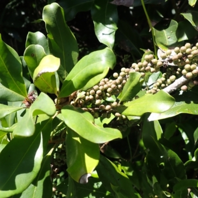 Myrsine howittiana (Brush Muttonwood) at Shell Cove, NSW - 28 Jan 2024 by plants