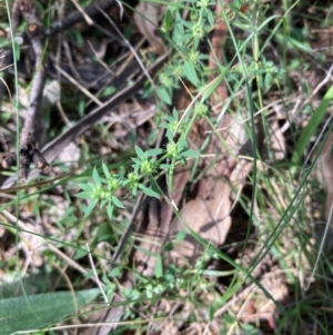 Paronychia brasiliana at Campbell, ACT - 28 Jan 2024 11:07 AM