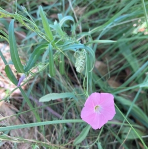 Convolvulus angustissimus subsp. angustissimus at Campbell, ACT - 28 Jan 2024