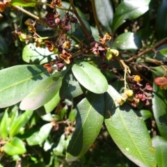 Guioa semiglauca (Wild Quince) at Shell Cove, NSW - 28 Jan 2024 by plants