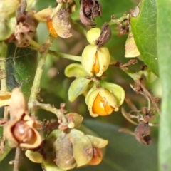 Guioa semiglauca at Shell Cove, NSW - 28 Jan 2024