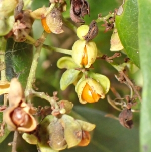 Guioa semiglauca at Shell Cove, NSW - 28 Jan 2024