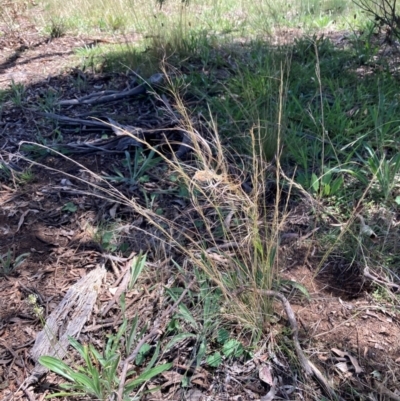 Austrostipa scabra (Corkscrew Grass, Slender Speargrass) at Campbell, ACT - 28 Jan 2024 by SilkeSma