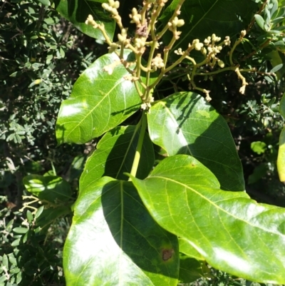 Parsonsia straminea (Common Silkpod) at Shell Cove, NSW - 28 Jan 2024 by plants