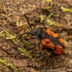 Ganyme sapphira (A Ulodidae beetle) at Namadgi National Park - 27 Jan 2024 by living