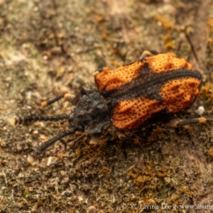 Ganyme sapphira at Namadgi National Park - 27 Jan 2024 08:06 PM